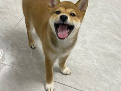 -宠颐生·恒爱宠物医院(静海店)