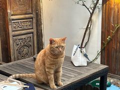 -喵屿·大理花园猫咖