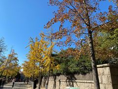 -八大关景区