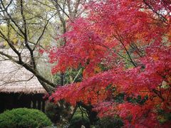 -中国茶叶博物馆(双峰馆区)