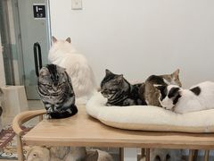 -有喵·猫咖·狗咖·30几只猫10只小狗(岗厦店)