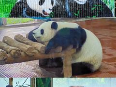 -广州动物园