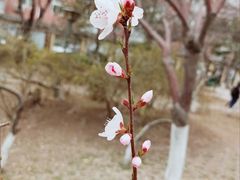 -桃花堤公园