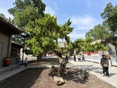 -黄帝陵