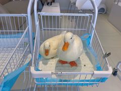 -怪兽屋·羊驼·猫咖·狗咖(俊华广场店)