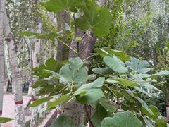 -艾提尕尔清真寺