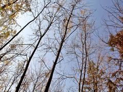 -合肥滨湖国家森林公园