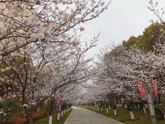 -高东镇樱花园