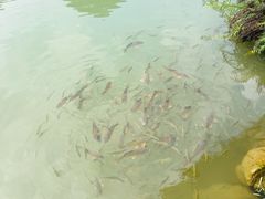 -小七孔景区-六十八级跌水瀑布