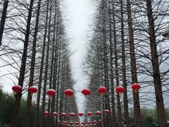 -黄海国家森林公园