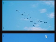 -五缘湾湿地公园