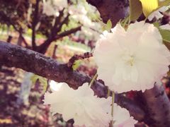 iphone_upload_pic-高东镇樱花园