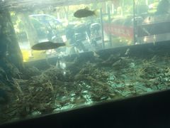 -全乐鱼馆·淳牌有机鱼直营店