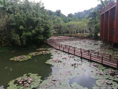 -西双版纳原始森林公园