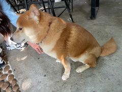 -柴犬高等学院·狗咖·柴犬售卖·宠物训练