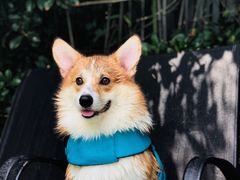 -汪说喵讲宠物乐园宠物酒店(红星美凯龙店)