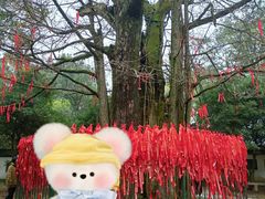 -西湖风景区十里琅珰-五云山