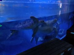 -烟台海昌鲸鲨海洋公园