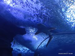 -多彩贵州城极地海洋世界