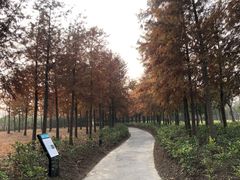 -春花秋色城市公园