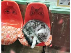 -猫咪博物馆(顶澳仔猫街店)