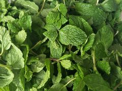 薄荷-杨林闻老三酸菜鱼(总店)