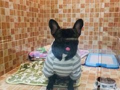 -汪小喵宠物·戴维斯乐芳希施宠馨宝皮毛调理洗护店