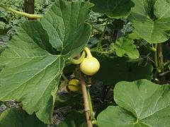 -上膳源有机农场