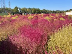 -天津东丽湖风景区