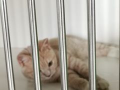 -东方名猫馆·英短金渐层布偶猫舍(环线广场1号楼店)