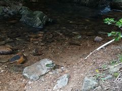 -银瓶嘴森林公园