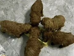 -粤点王茶楼(海丰店)