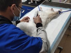 -灵美宠物诊所