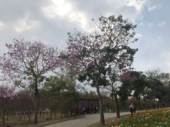 -天适樱花悠乐园