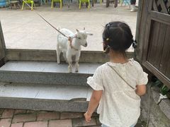 -上海佘山世茂艾美酒店