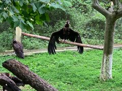 -西霞口神雕山野生动物世界