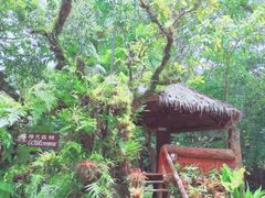 -绿光森林餐厅