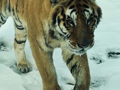 -北京野生动物园