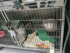 -瑞派宠物医院·CT影像中心·猫友好医院(奥城店)