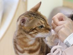 -猫和宫(六道口店)