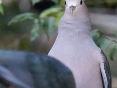 -新加坡飞禽公园