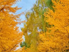 -长白岛森林公园