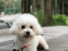 -武陵山森林公园