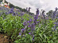 -松山湖梦幻百花洲
