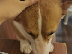 -柯斗斗主题餐厅·狗咖·围炉煮茶·茶饮(国瑞升平里店)