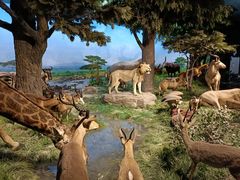 -国家自然博物馆