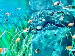 -上海海洋水族馆