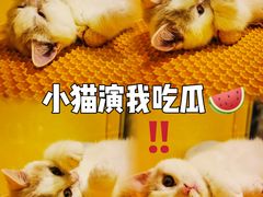 -宠物世家(仲盛世界商城店)