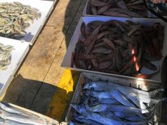 -何庄子阿米玛玛农产品批发市场