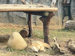 -武汉动物园